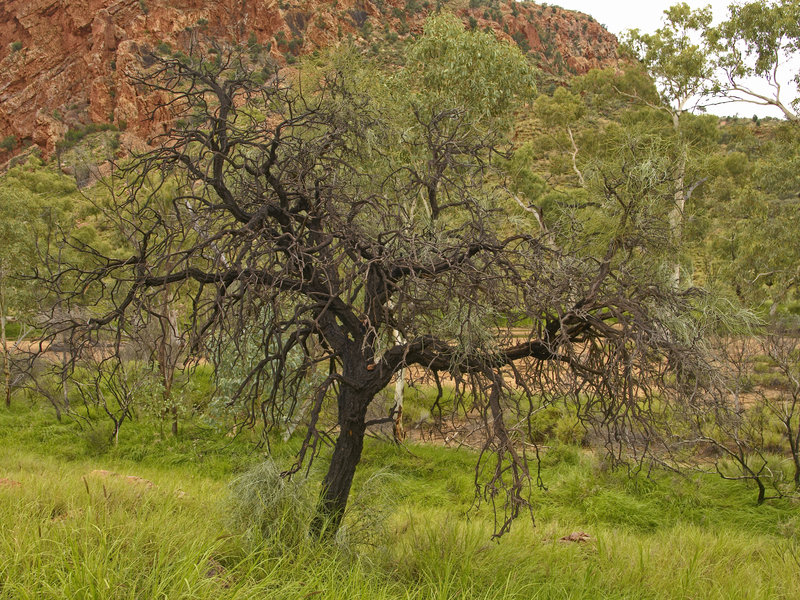 Ellery Creek